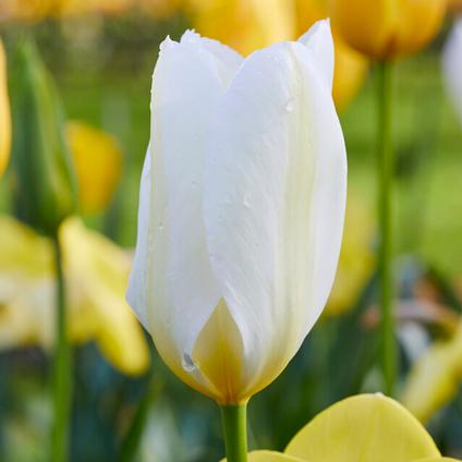 Tulipa Emperor 'White Emperor' 
