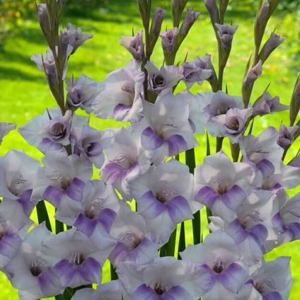 Gladiolus Bambino 'Condor Pasa' (Ships in Spring) 