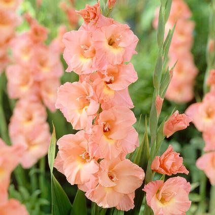 Gladiolus Large Flowering 'Donatella' (Ships in Spring) 