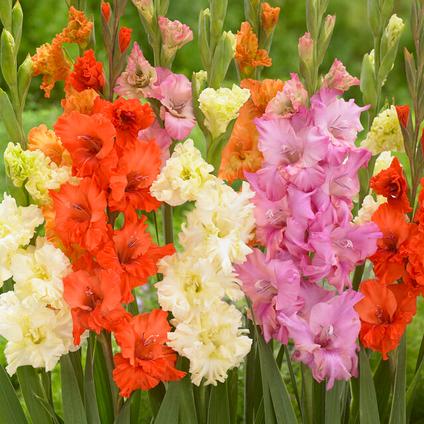 Gladiolus Large Flowering 'Frizzle Mix' (Ships in Spring) 