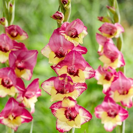 Gladiolus Bambino 'Vasto' (Ships in Spring) 