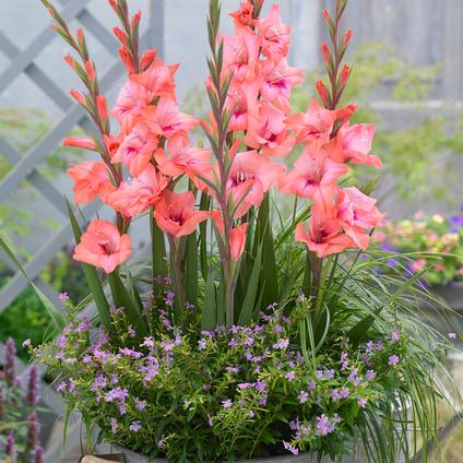Gladiolus Bambino 'Whitney' (Ships in Spring) 