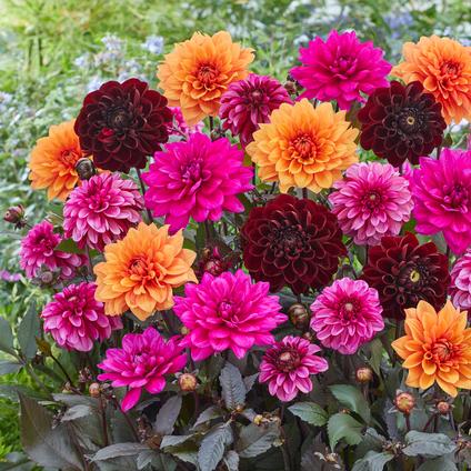 Dahlia Blend 'Blushing Purple Mix' (Ships In Spring) 