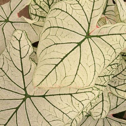 Caladium Fancy Leaf 'Candidum Senior' (Ships in Spring) 
