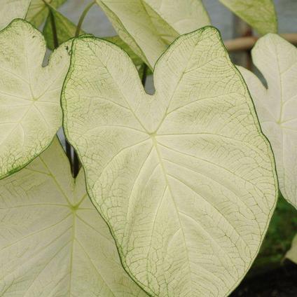 Caladium Fancy Leaf 'Garden White' (Ships in Spring) 