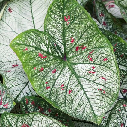Caladium Speckled 'Strawberry Star' (Ships in Spring) 