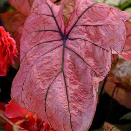 Caladium Fancy Leaf 'Spring Fling' (Ships in Spring) 