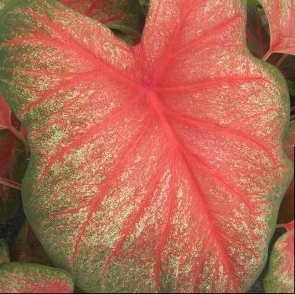 Caladium Fancy Leaf 'Tequila Sunrise' (Ships in Spring) 