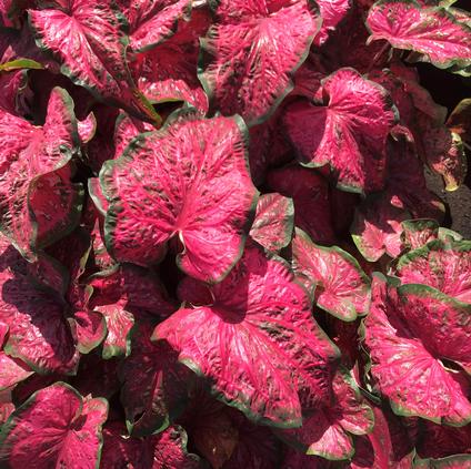 Caladium Strap Leaf 'Pink Panther' (Ships in Spring) 