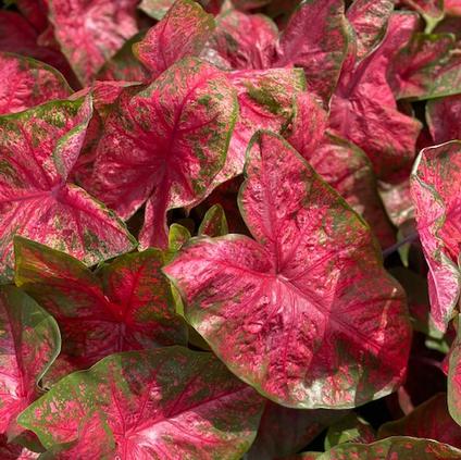 Caladium Fancy Leaf 'Lava Glow' (Ships in Spring) 