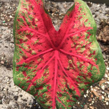 Caladium Variegated Leaf 'Wildfire' (Ships in Spring) 