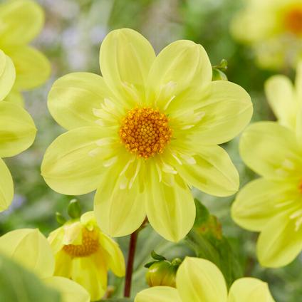 Dahlia Collarette 'Kelsey Sunshine' (Ships in Spring) 