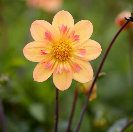 Dahlia Collarette 'Kelsey Annie Joy' (Ships in Spring) 