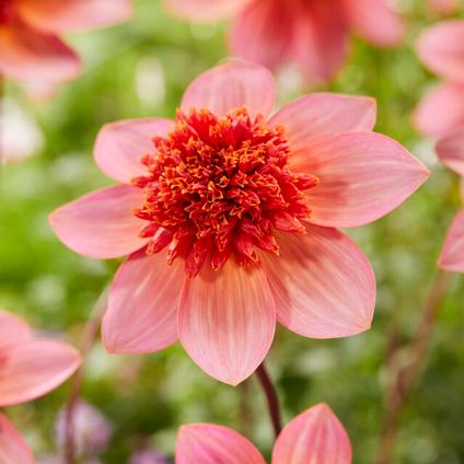 Dahlia Anemone 'Totally Tangerine' (Ships in Spring) 