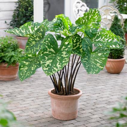 Alocasia Upright 'Hilo Beauty' (Ships in Spring) 