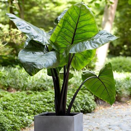 Alocasia Upright 'Odora Black' (Macrorrhiza) (Spring) 