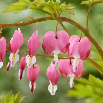 Dicentra Spectabilis (Ships in Spring) 