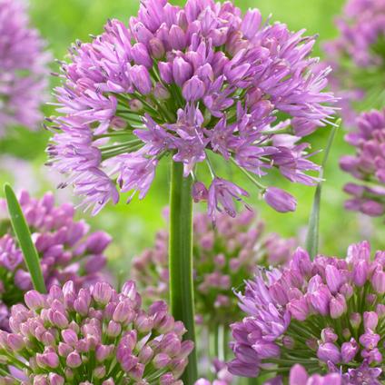 Allium (SPRING) 'Millenium' 