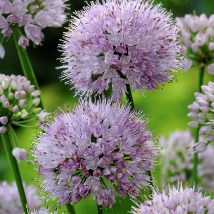 Allium (SPRING) 'Summer Beauty' 