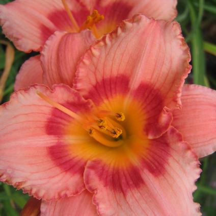 Hemerocallis rebloomer 'Strawberry Candy' (Ships in Spring) 