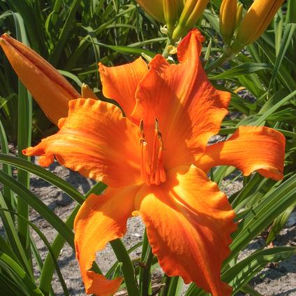 Hemerocallis 'Primal Scream' (Ships in Spring) 