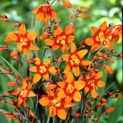 Crocosmia Emily McKenzie (Ships in Spring) 