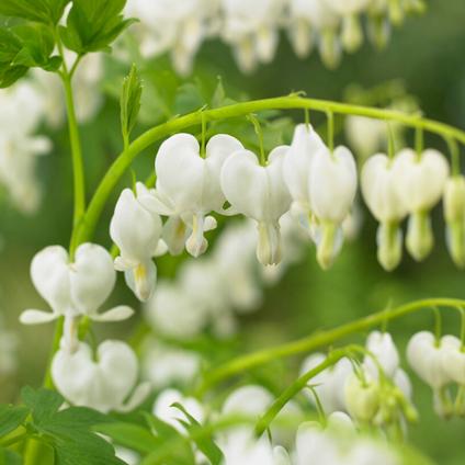 Dicentra Spectabilis Alba (Ships in Spring) 