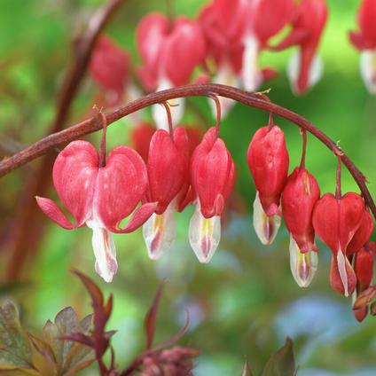 Dicentra Spectabilis Valentine (Ships in Spring) 