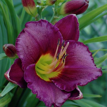 Hemerocallis 'Bela Lugosi' (Ships in Spring) 