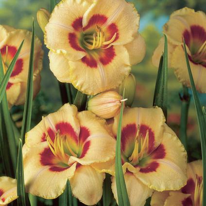 Hemerocallis rebloomer 'Custard Candy' (Ships in Spring) 