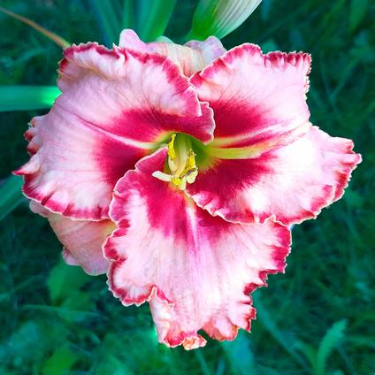 Hemerocallis rebloomer 'Lies and Lipstick' (Ships in Spring) 