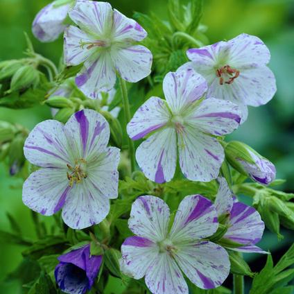 Geranium pratense 'Delft Blue' (Ships in Spring) 