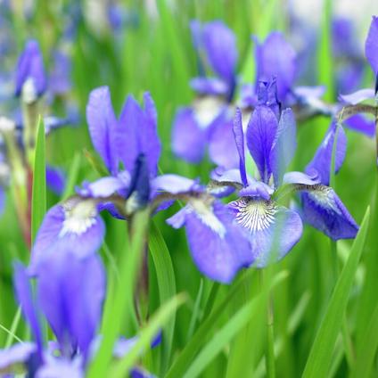 Iris siberica 'Ceasar's Brother' (Ships in Spring) 