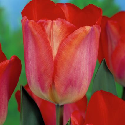Tulipa Darwin Hybrid 'Big Chief' 