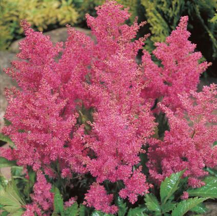 Astilbe japonica 'Rheinland' (Ships in Spring) 