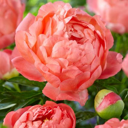 Paeonia 'Coral Sunset' (Ships in Spring) 