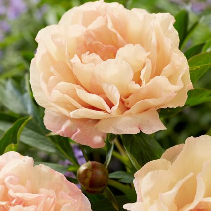 Paeonia Itoh 'Canary Brilliants' (Ships in Spring) 
