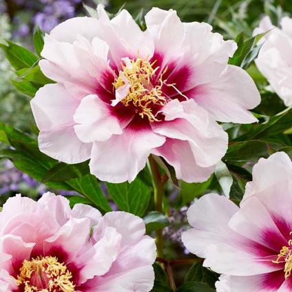 Paeonia Itoh 'Cora Louise' (Ships in Spring) 