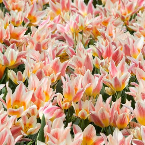 Tulipa Greigii 'Quebec' 
