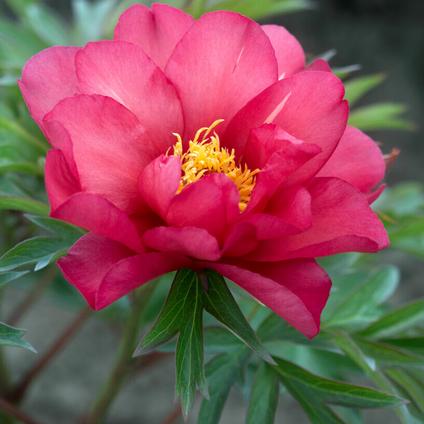 Paeonia Itoh 'Julia Rose' (Ships in Spring) 