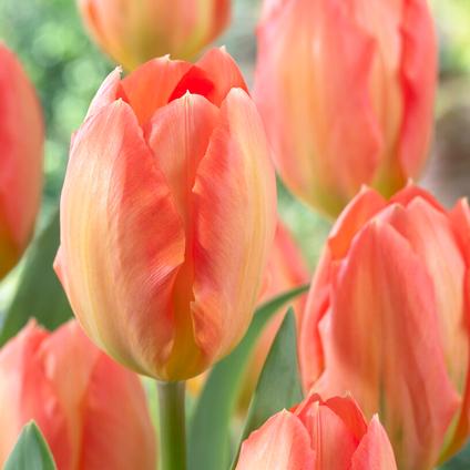 Tulipa Emperor 'Apricot Emperor' 