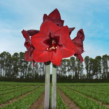 Amaryllis Peruvian 'Andes Fire' 