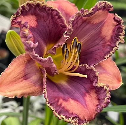 Hemerocallis rebloomer 'You've Got Soul' (Ships in Spring) 