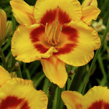 Hemerocallis rebloomer 'Fooled Me' (Ships in Spring) 