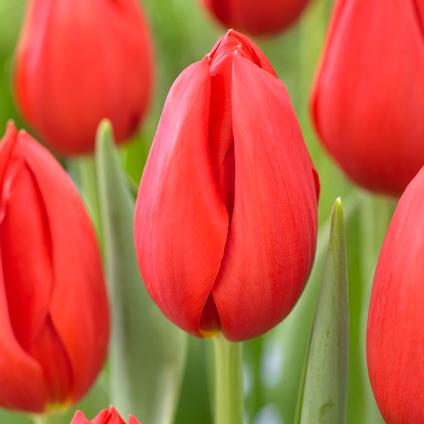 Tulipa Single Late 'Kingsblood' 
