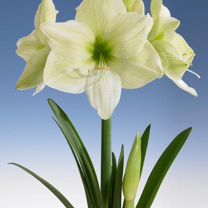Amaryllis Peruvian 'Luna' 