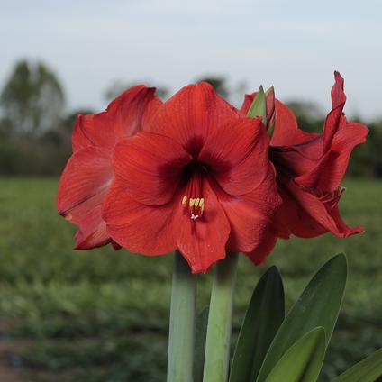 Amaryllis Peruvian 'Red Heart' 