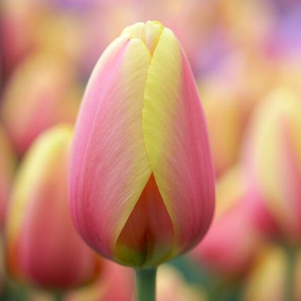Tulipa Darwin Hybrid 'World Peace' 
