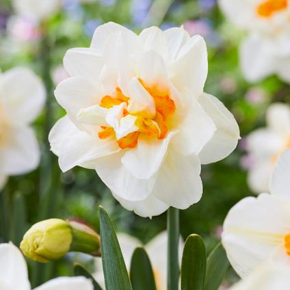 Narcissi Double 'Flower Drift' 