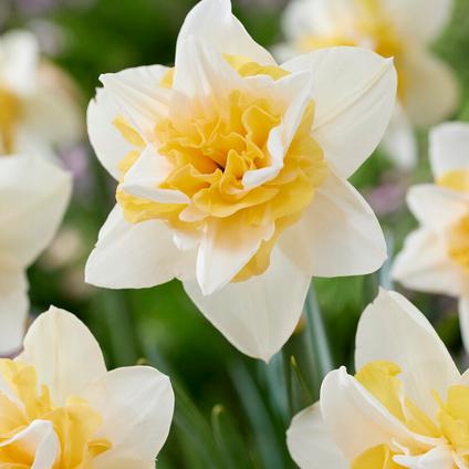 Narcissi Double 'Sweet Desire' 
